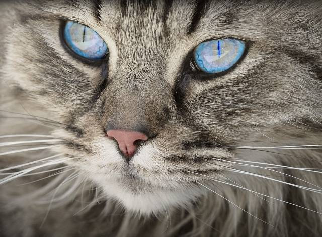 Ilustrasi cara mengusir kucing dengan lembut. Foto: Pixabay