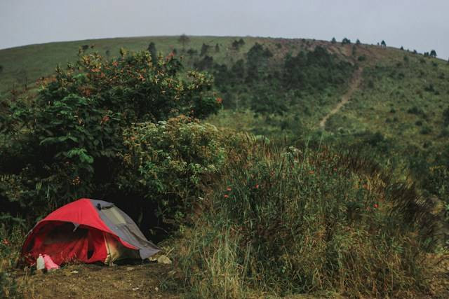 Ilustrasi Punceling Ciwidey Camping, sumber foto: unsplash.com/Falaq Lazuardi