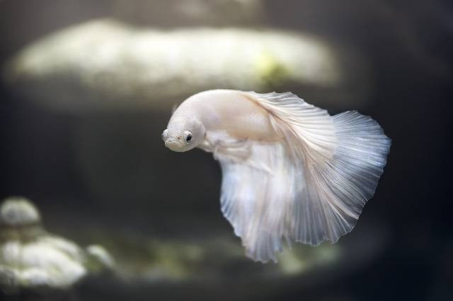 Ilustrasi cara budidaya ikan cupang di akuarium. Foto: Pixabay