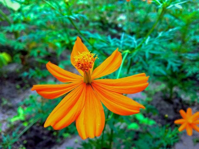 Ilustrasi cara menanam kenikir dari batang. Foto: Pixabay