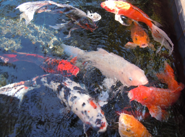 Ilustrasi jenis wadah budidaya ikan hias. Sumber foto: pixabay/ Maximilian