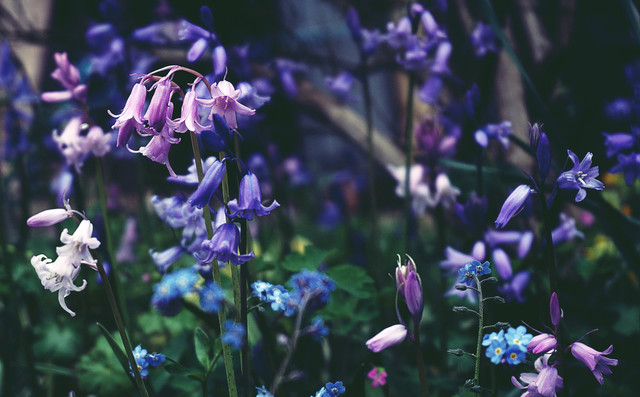 Ilustrasi bunga bluebells atau lonceng biru yang melambangkan kerinduan. Foto: Pexels