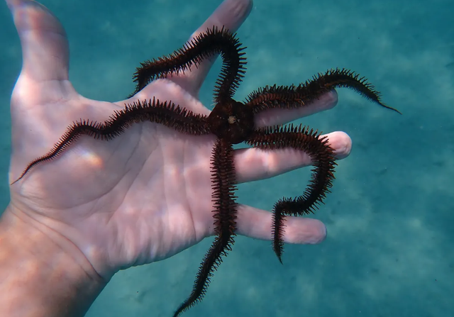 Bintang rapuh, hewan yang gak punya otak tapi bisa belajar. Foto: iNaturalist/lukef2006