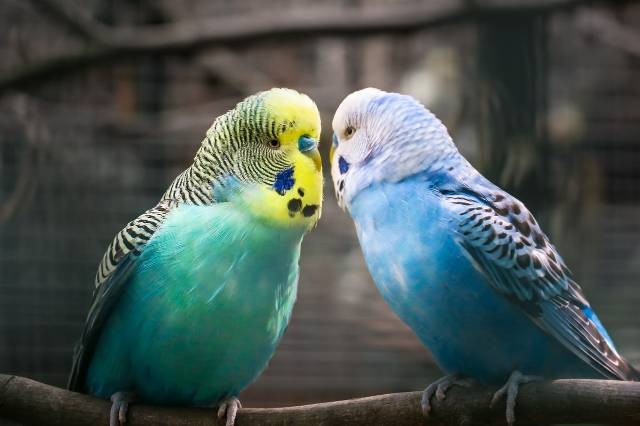 Ilustrasi cara beternak burung parkit. Foto: Pixabay