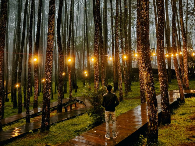 Hutan Pinus Pengger. Foto hanya ilustrasi. Sumber: Unsplash/mhd vvn