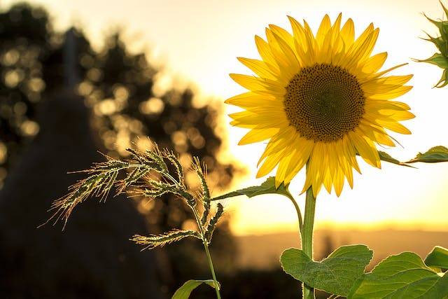 Arti Sunshine dalam Bahasa Inggris. Foto: Pexels