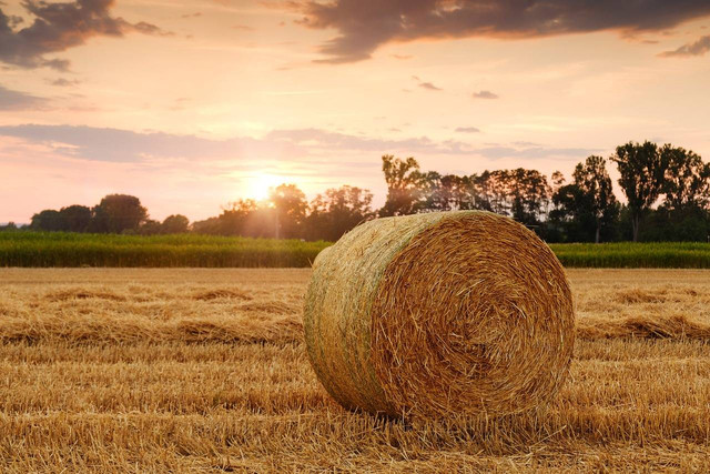 Ilustrasi Data-Driven Agrikultur (Pixabay.com)