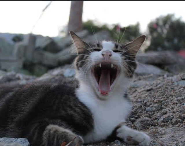 Ilustrasi ciri-ciri manusia terkena rabies kucing. Sumber: pixabay