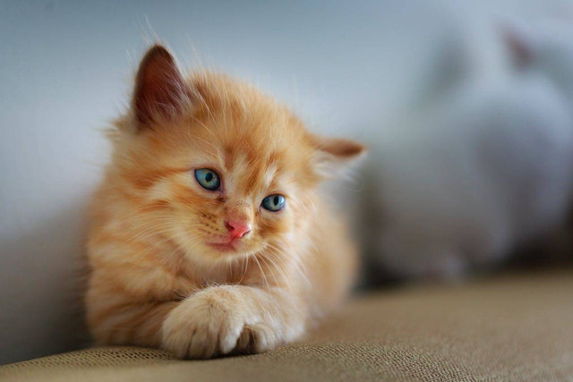 ilustrasi anak kucing (Pexels)