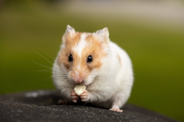 Ilustrasi : Apakah Boleh Hamster Makan Popcorn?. Sumber : Sharon Snider/Pexels.com