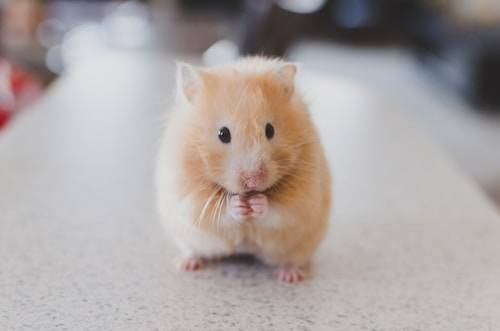 Ilustrasi Cara Menjinakkan Hamster. Sumber: Unsplash