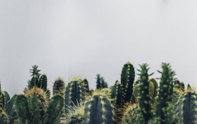 Ilustrasi cara menyiram kaktus dengan benar. Foto: Pixabay