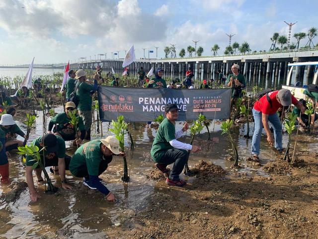 Penanaman mangrove di Teluk Bneoa oleh Kagama Bali pada Minggu (10/12/2023) - RFH