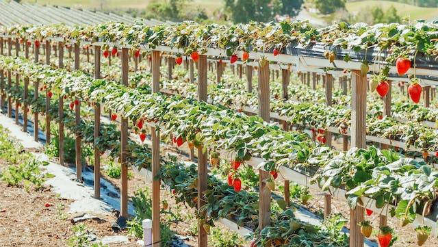 Ilustrasi 3 kebun strawberry bedugul. Sumber foto: Pexels/Kindel Media 