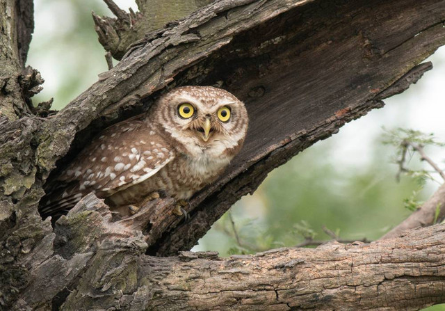 Ilustrasi burung hantu. Foto: tahirsphotography/shutterstock