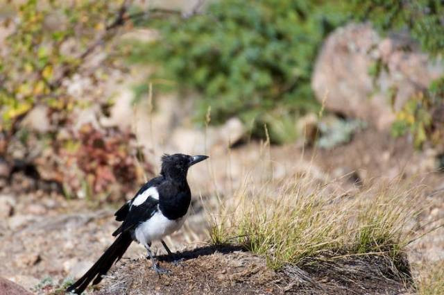 Ilustrasi nama burung murai yang bagus dan hoki, sumber foto: Andrew Patrick by pexels.com