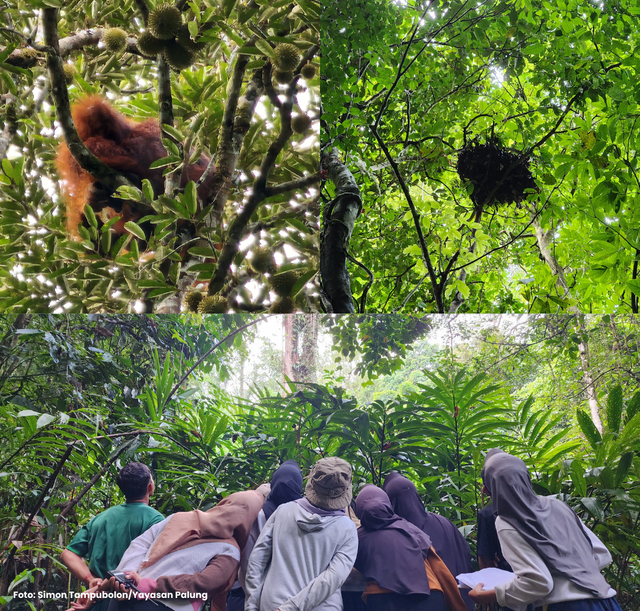 Berjumpa Orangutan Saat Fieldtrip di Lubuk Baji. (Foto: Simon Tampubolon/Yayasan Palung).