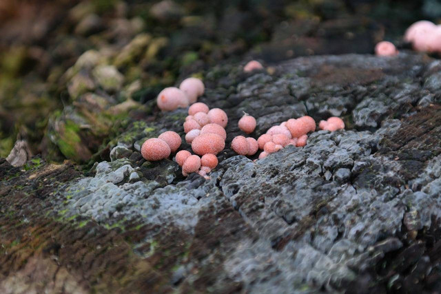Ilustrasi Reproduksi Protista. Sumber: Pixabay/Hans