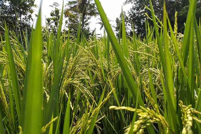 Ilustrasi contoh komunitas dalam ekosistem. Sumber: www.unsplash.com