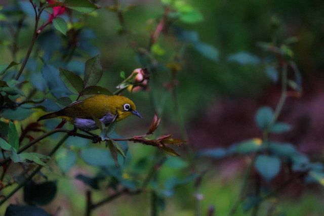 Ilustrasi Jenis Burung Pleci. Sumber: Unsplash.com/Saiteja Varma