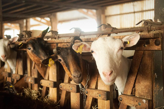 Ilustrasi kambing di kandang. Foto: youri/Shutterstock