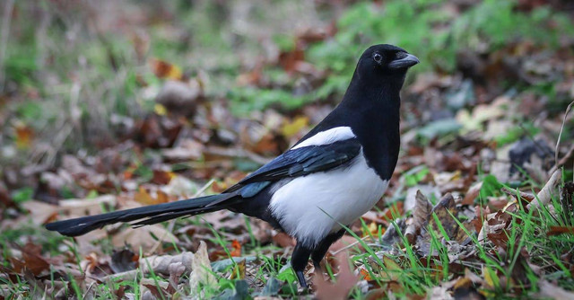 Ilustrasi cara menurunkan birahi kacer. Sumber: pexels