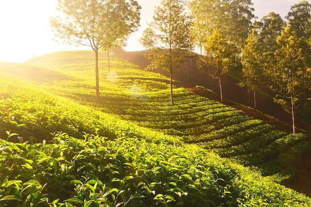 Ilustrasi Goalpara Tea Park. Sumber: Yugixel/Pexels