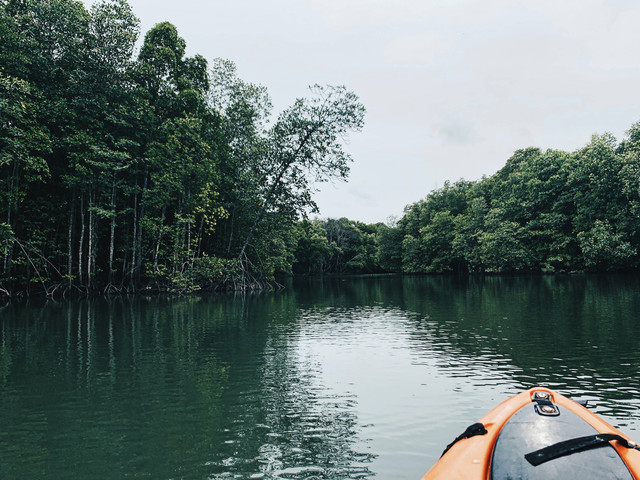 Hutan Mangrove Lembongan, foto hanya ilustrasi: Unsplash/Vanessa