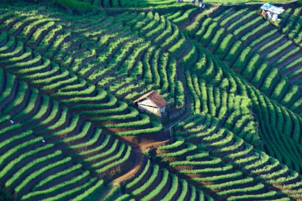 terasering panyaweyan majalengka, sumber: istock.com/H Ilham