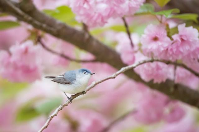 Ilustrasi cara merawat burung kacer giras, sumber foto: unsplash.com/Ray Hennessy