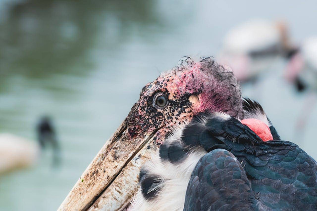 Ilustrasi mabung pada burung. Sumber foto: pexels/Kirandeep Singh Walia.