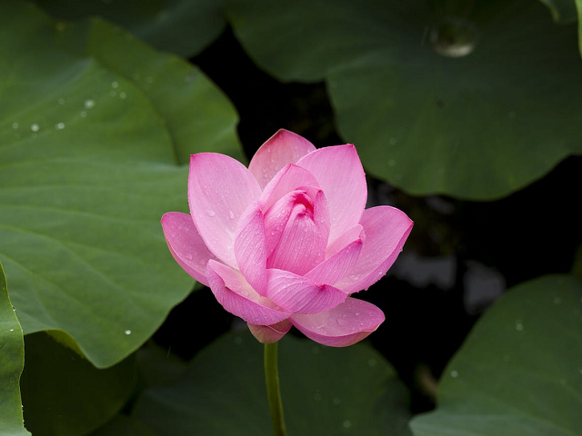 Ilustrasi ciri khusus teratai dan fungsinya. Sumber: pexels.com/Pixabay.