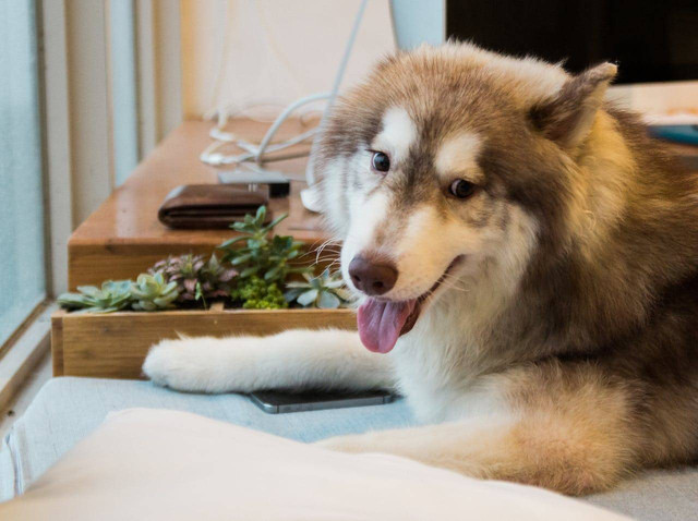 ilustrasi anjing Siberian Husky (Pexels)