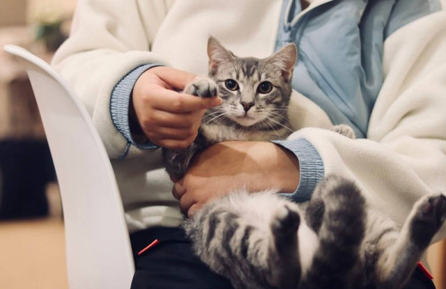 Gambar Hanya Ilustrasi Dokter Hewan di Condet (Bukan Tempat Sebenarnya)     Sumber Unsplash/Werzk Luuuuuuu