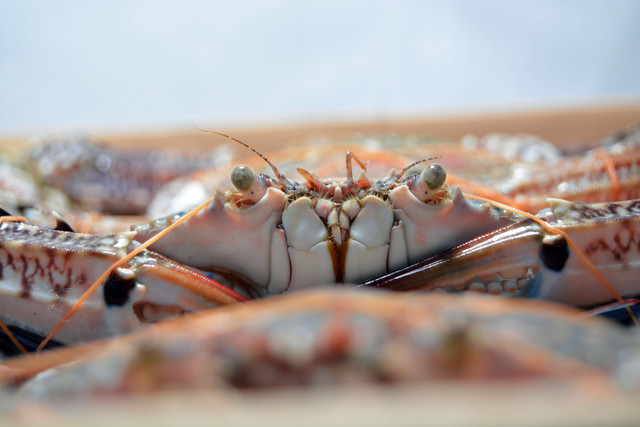 Foto oleh Jaradah Fish: https://www.pexels.com/id-id/foto/foto-close-up-kepiting-3806139/Foto