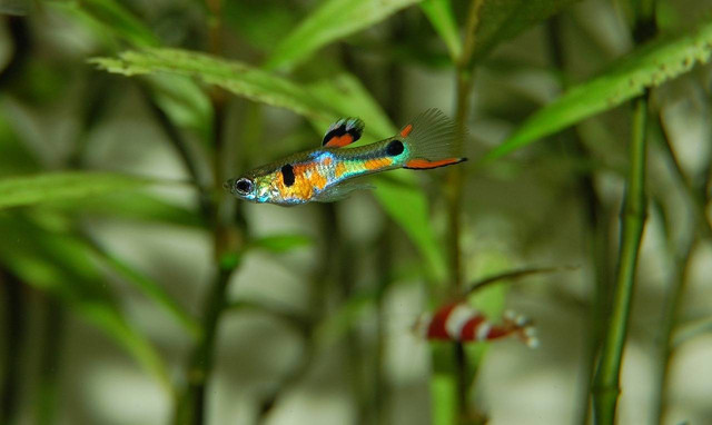 ilustrasi ikan guppy (Pixabay)