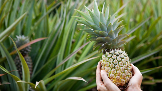 Mengubah limbah nanas menjadi emas. Photo: Pexels.