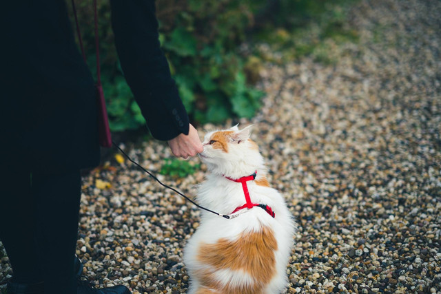 ilustrasi melatih kucing (Unsplash)