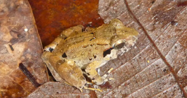 Spesies baru katak bertaring,  Foto: Sean Reilly/PLOS ONE