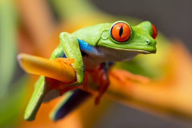 Ilustrasi Jantung Katak Terdiri dari. Sumber: unsplash.com/ Stephanie LeBlanc