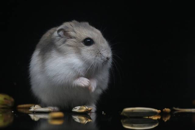Ilustrasi cara membuat hamster bahagia. Foto: Pixabay