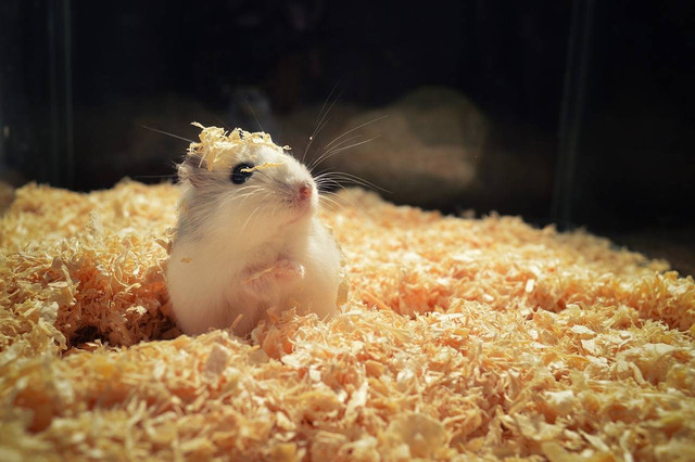 ilustrasi hamster (Pixabay)