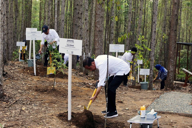 Presiden Jokowi memantau pembangunan miniatur hutan hujan tropis di Ibu Kota Negara (IKN) Nusantara seluas 96 hektar, Rabu (20/12/2023). Foto: Dok. Istimewa