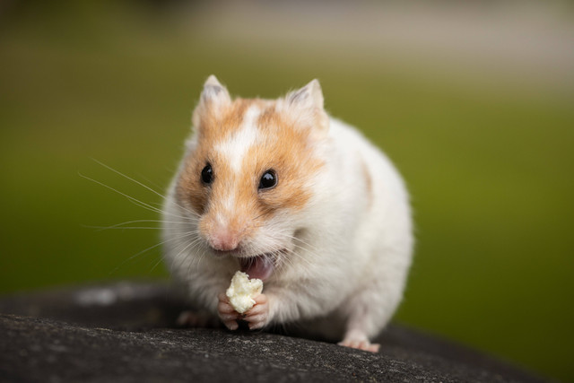 Ilustrasi : Cara agar Hamster tidak Menggigit Kandang. Sumber : Sharon Snider/Pexels.com