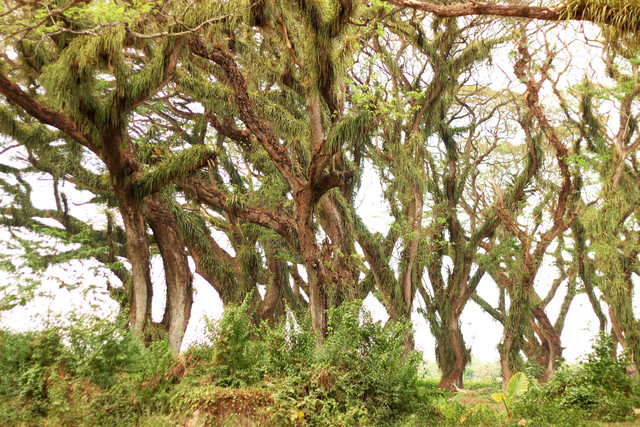  Ilustrasi De Djawatan Forest, Foto Unsplash/Widya Desiyanti