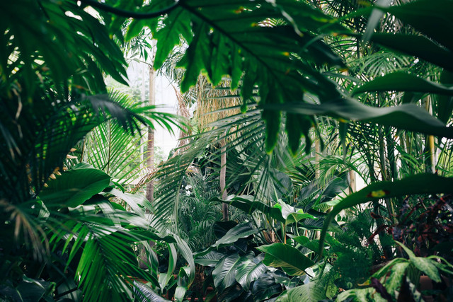 [Aktivitas di Kebun Raya Bedugul] Foto hanya ilustrasi, bukan tempat sebenarnya. Sumber: unsplash/ChrisAbney