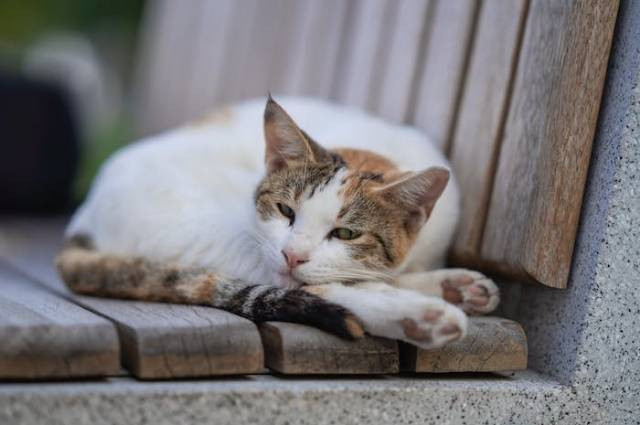 Ilustrasi cara mengatasi kucing stres, sumber foto: aboodi vesakaran by pexels.com