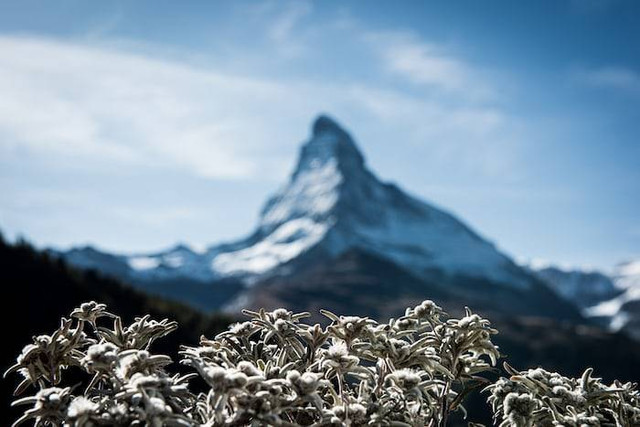 Ilustrasi Taman Edelweiss Bali (Foto hanya ilustrasi, bukan tempat sebenarnya) Sumber: unsplash.com/ Stéphane Mingot