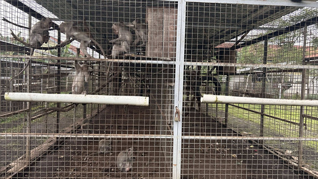 Kondisi monyet-monyet di Jaringan Satwa Indonesia. Sumber: Dokumentasi Pribadi