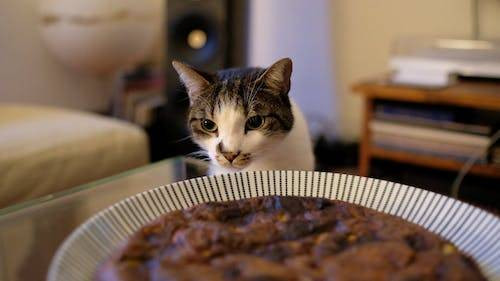Ilustrasi apakah makanan kucing boleh dimakan manusia. Sumber: pexels